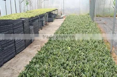 golden green Sansevieria for indoor ornamental bonsai plants