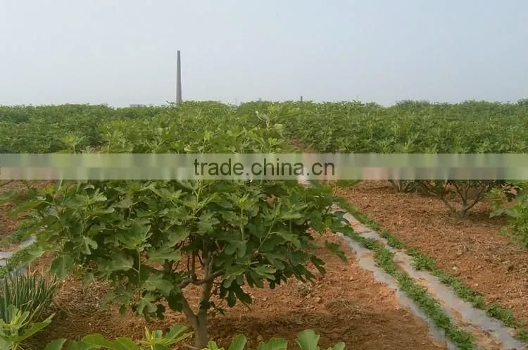 Fig & Ficus carica seedling