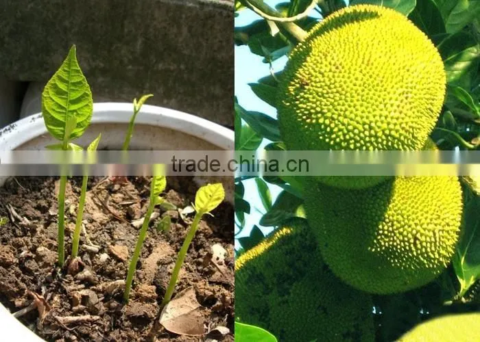 jackfruit trees