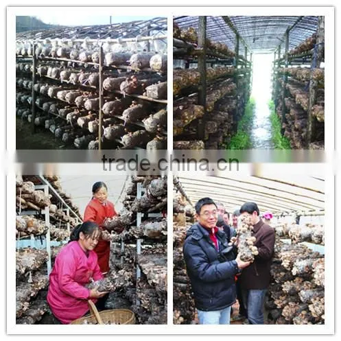 hot sale log white flower mushroom