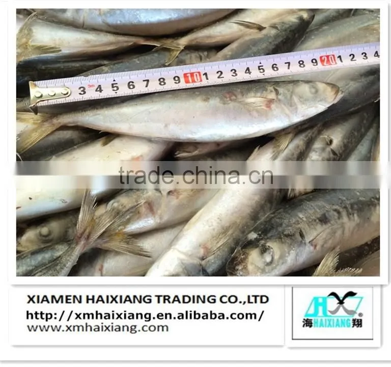 Frozen hard tail scad fish