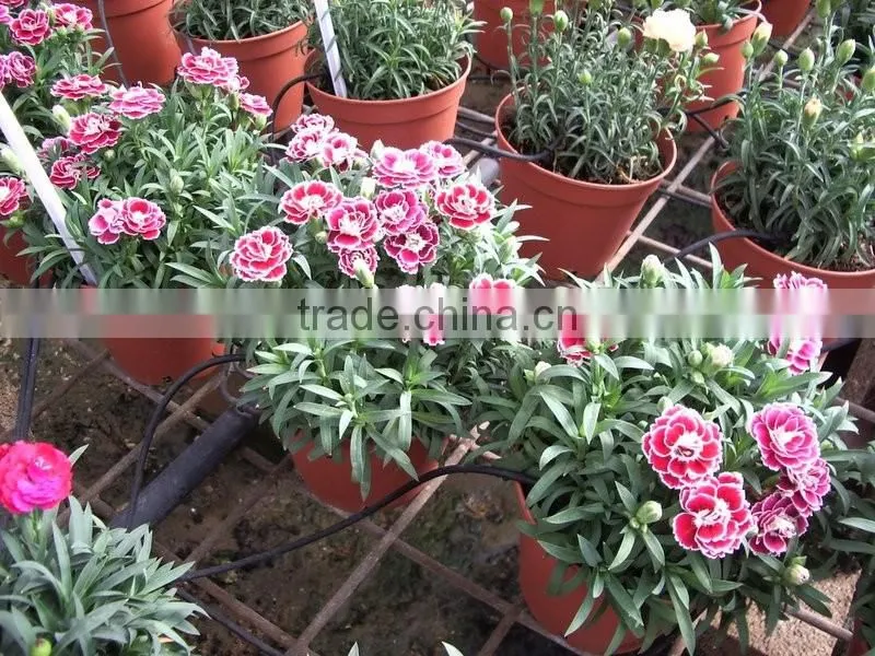 Garden watering systems drip irrigation systems