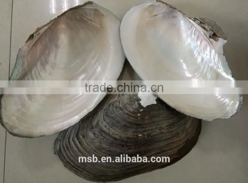 White mother of pearl farmed freshwater raw river shell