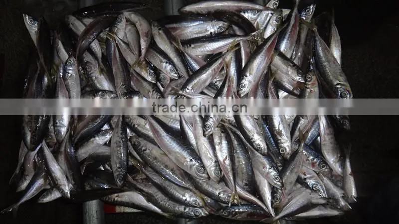 myanmar fish exporters horse mackerel