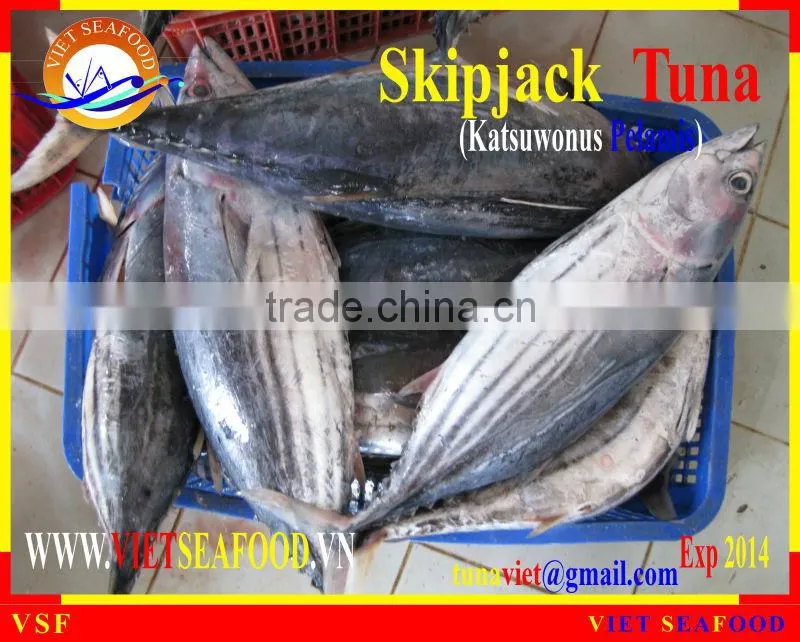 FROZEN SKIPJACK TUNA WHOLE ROUND