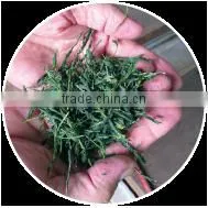 natural and Good quality qualite azawad health benefits chunmee green tea Mulberry Tea with hight quality made in Japan