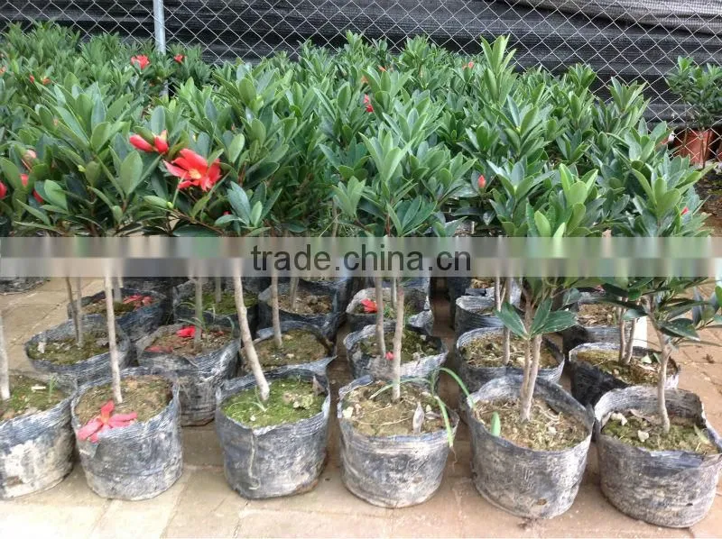 Camellia azalea