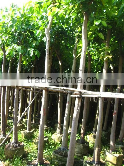 Ficus Religiosa packed for shipment