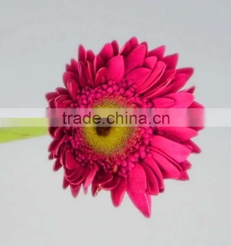 Bottom price Purple Petal fragrant aroma fresh flowers gerberas
