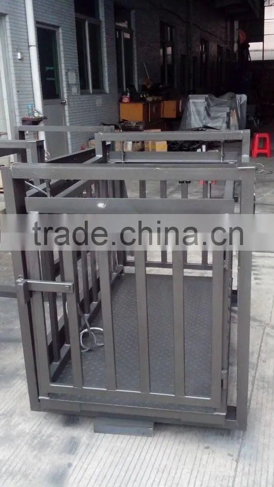 cattle scale