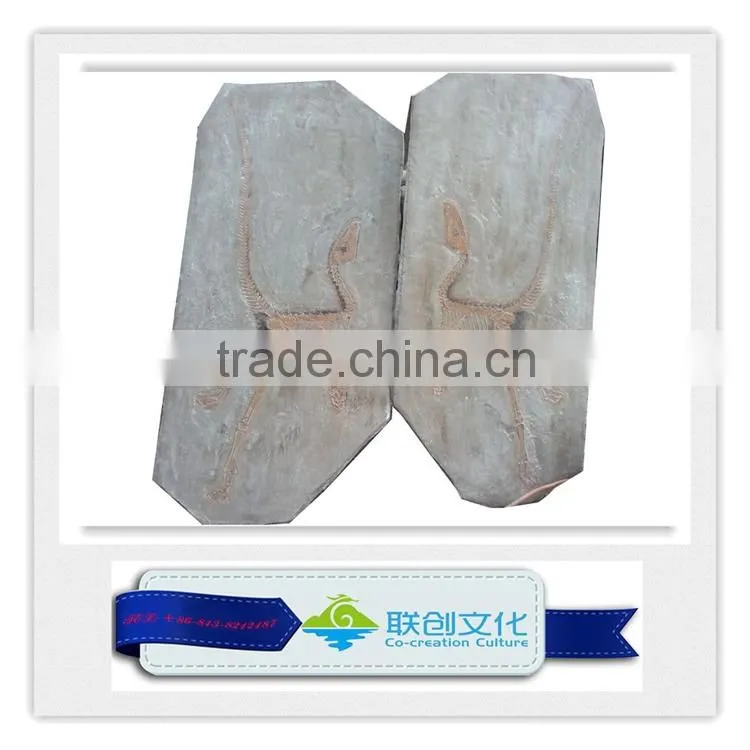 Dinosaur fossil replica for dinosaur museum educational sample