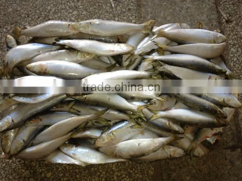 New caught whole round frozen sardine 15-20pcs/kg for cannery