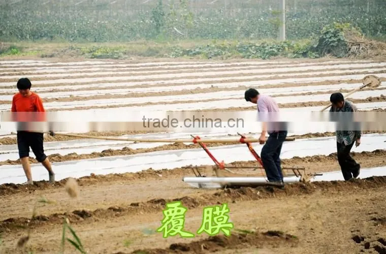2016 fresh garlic supplier