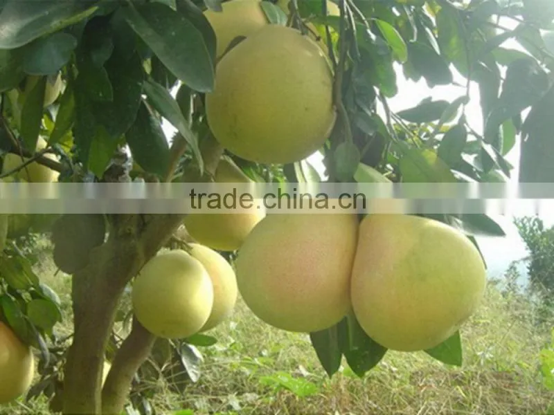 New crop Honey pomelo names all fruits from China