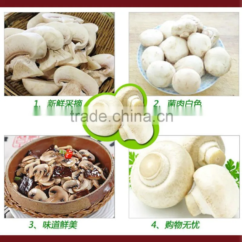 Frozen Agaricus bisporus IQF Agaricus bisporus
