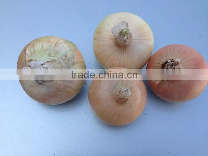 super quality grade a egyptian onions