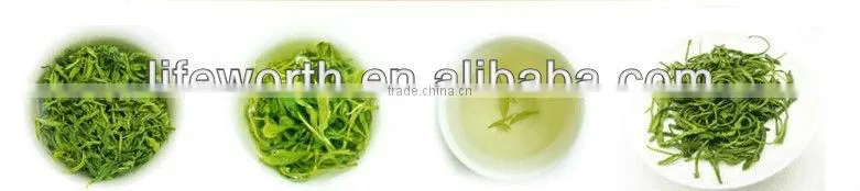Wholesale Green Tea Extract supplement