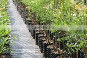 agriculture fixed root pruning container for young tree