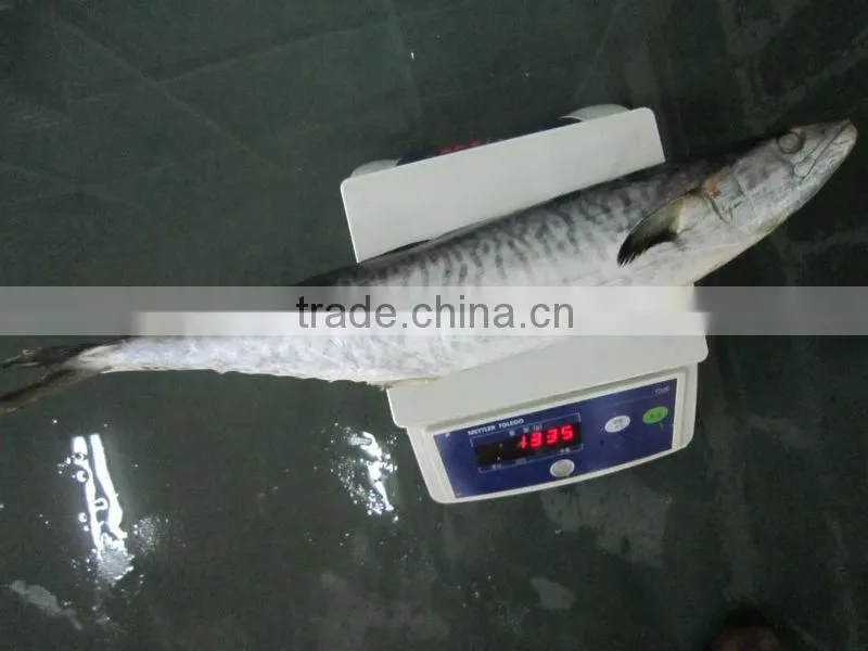 spanish mackerel seafood