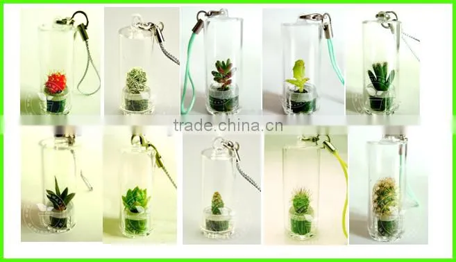 Pet Tree,Mini Plant, Pet Plant