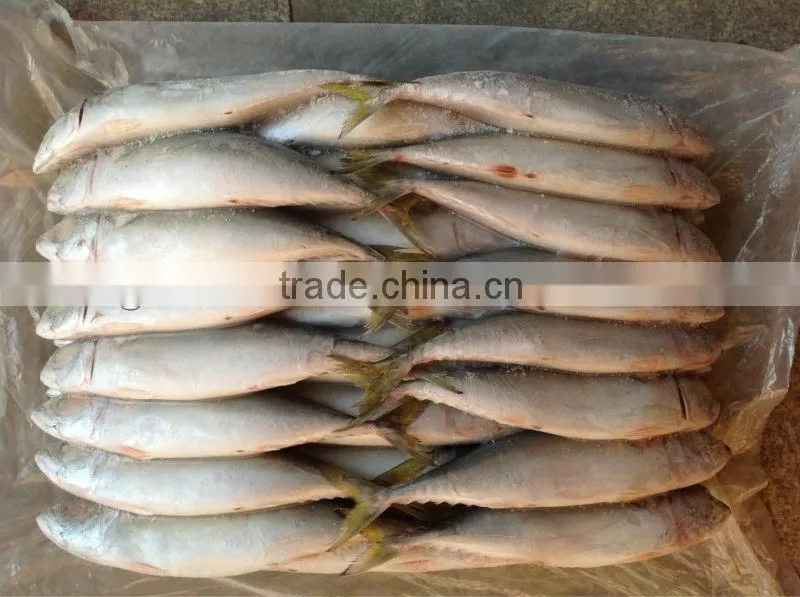 new sea frozen 55-60pcs/ctn mackerel whole round