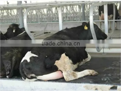 Cow lying bar, Cow lying bed, Cattle Bedrest