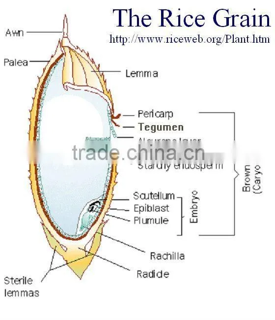 Vietnamese Premium-Quality Jasmine Rice 15% Premium grade
