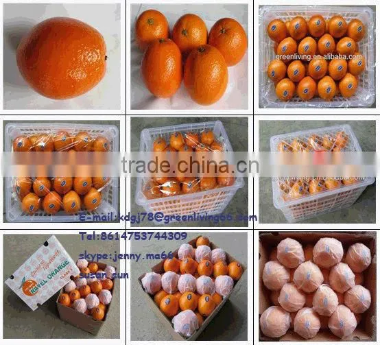 40-88 fresh navel orange from jiangxi