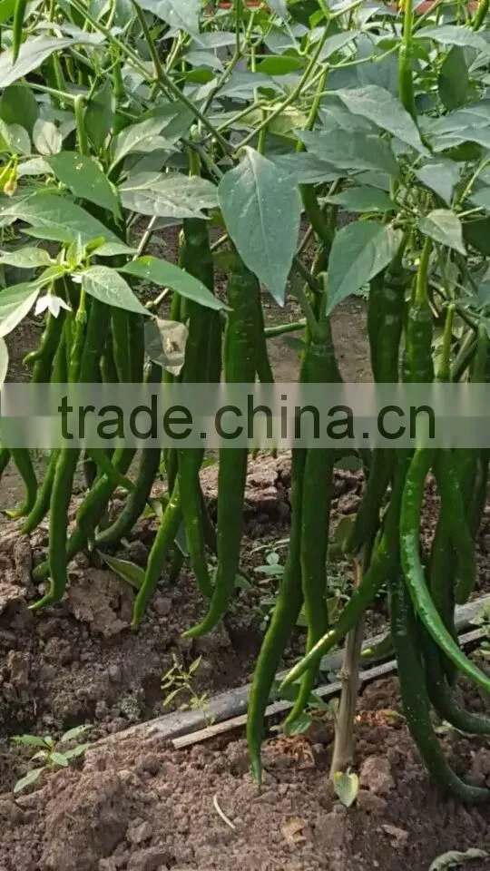 Hybrid F1 Hot Chili Pepper Seeds For Growing-Spicy Show 103