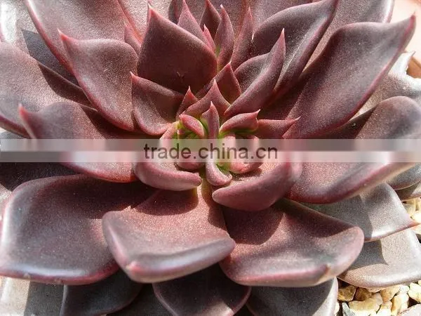 Echeveia 'Black Prince' of succulent plants