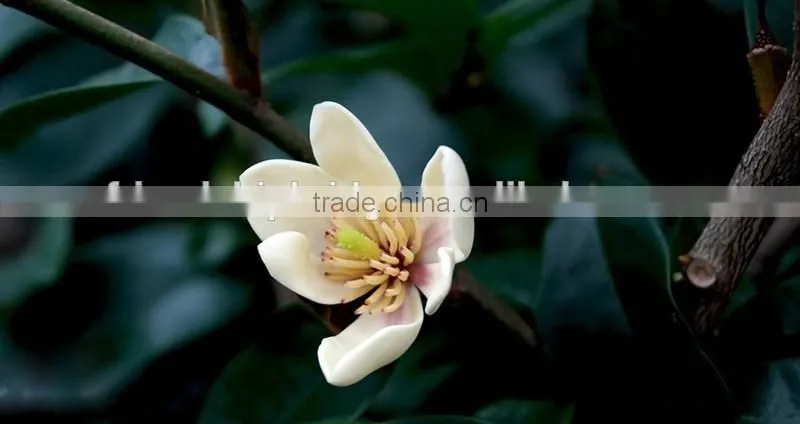 Michelia figo seedling
