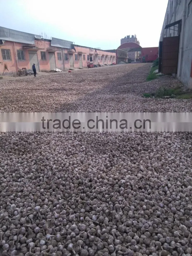 Garlic Exporter Wholesale Products Garlic Pieces, Sliced, Cut Dehydrated Garlic Flakes