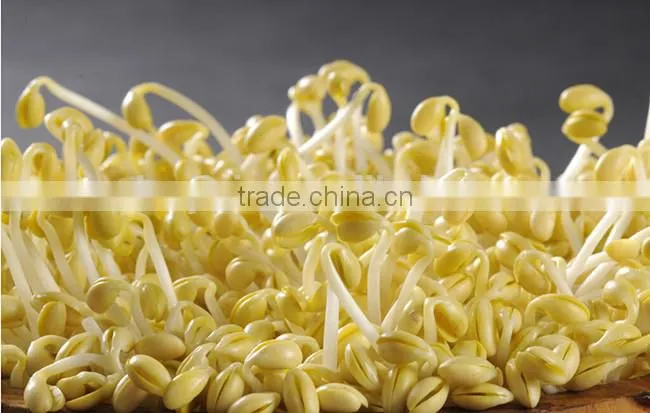automatic bean sprout machine/bean sprout growing machine