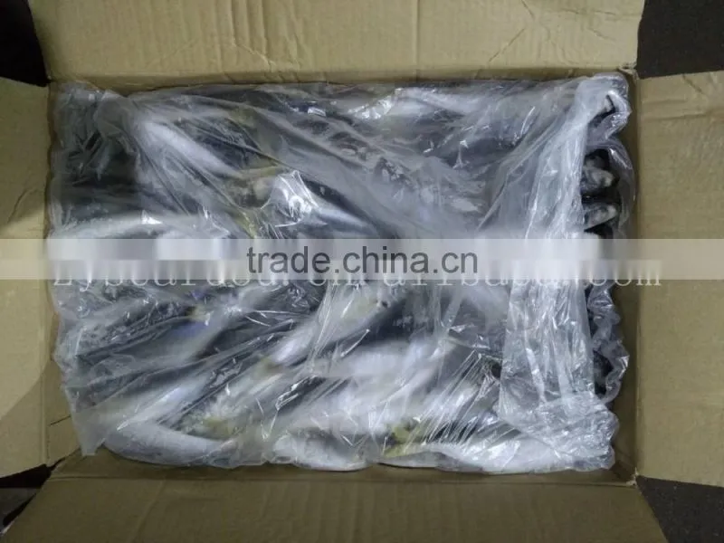 Fresh horse mackerel 10/12 round scad decapterus maruadsi