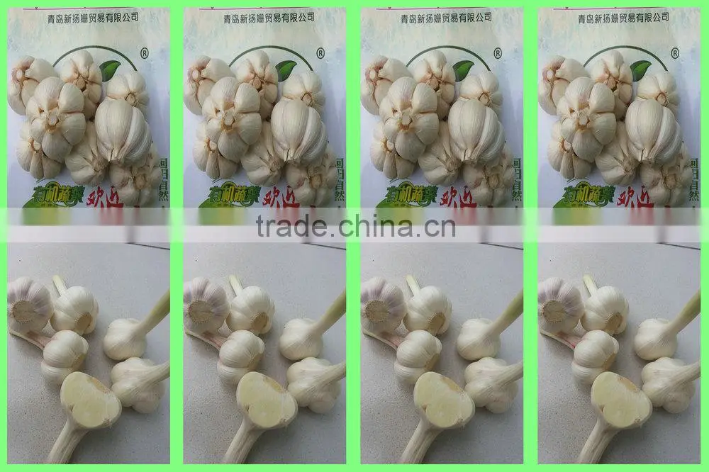 2015 cang shan 4-6 clove garlic(The best quality)