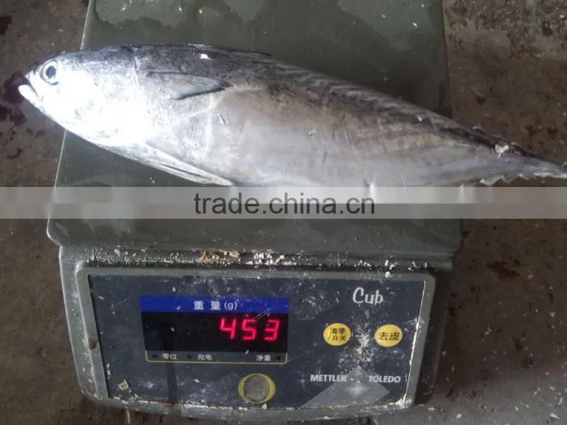 2015 frozen bonito whole round 300-500g/pc for marketing