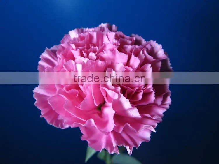 Wide varieties promotional single stem carnation for decoration