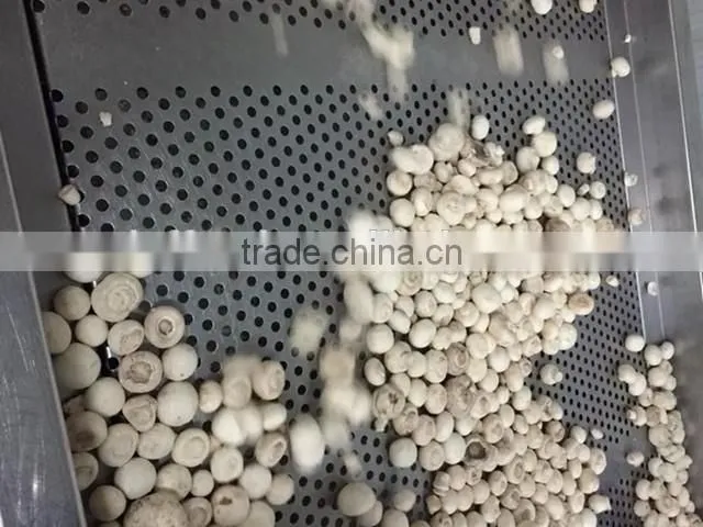 IQF frozen button mushroom