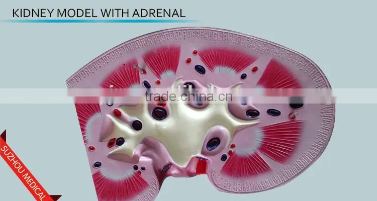 Kidney model with adrenal