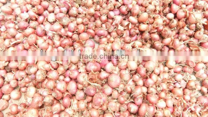 red small onion price