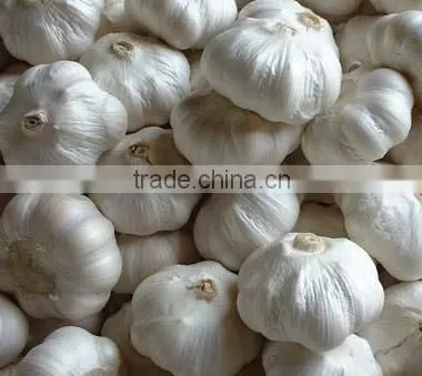 fresh pure white garlic