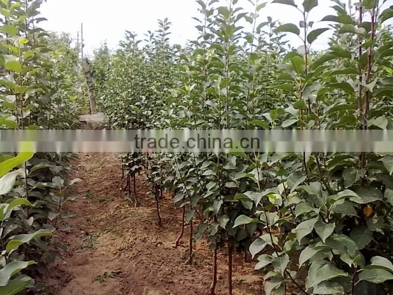 Malus prunifolia tree seedling