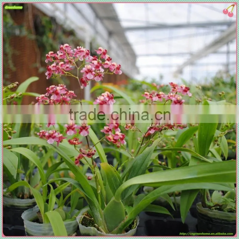 Oncidium orchid plant