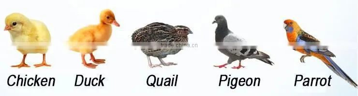 commercial incubators for hatching eggs,egg hatching machine,egg hatching equipment