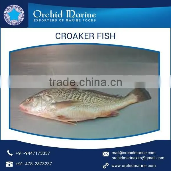 Best Quality Frozen Croaker Fish for Sale