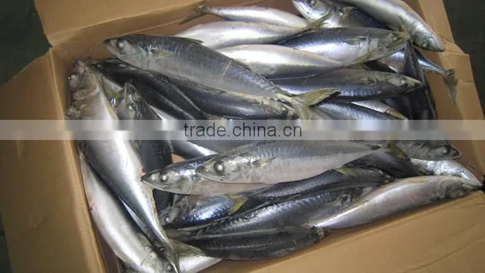 precooked mackerel loins