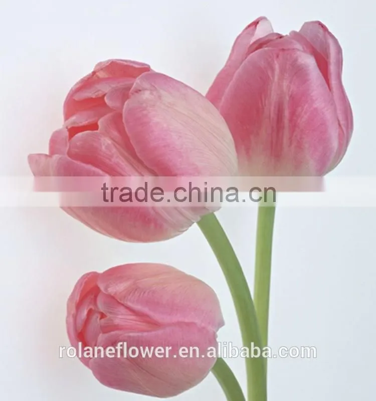export wedding decorative fresh flower hot pink tulip