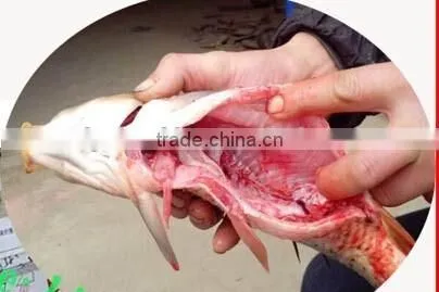 Automatic fish killing machine/fish killer/fish gutting machine 0086-15981835029