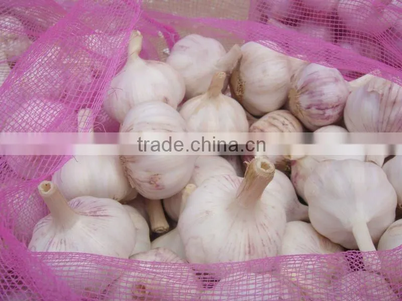 fresh new white garlic