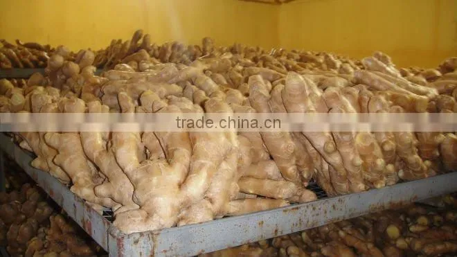 Chinese fresh ginger
